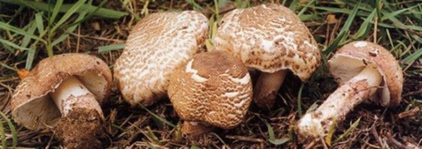 Foto - Bu mantarın kilosu 800 TL!