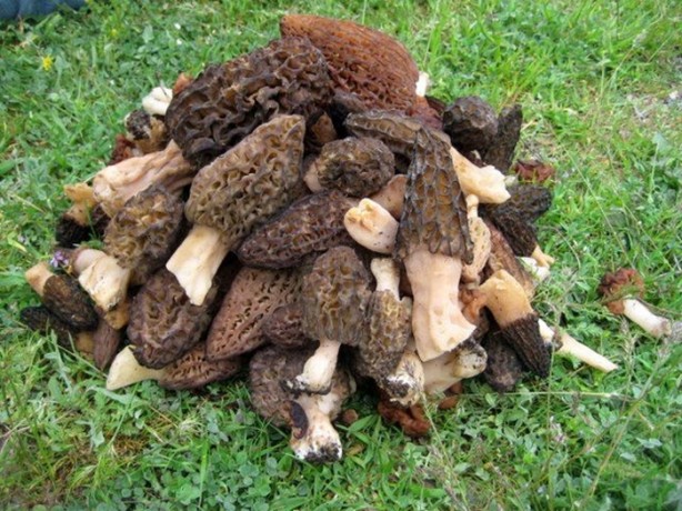 Foto - Bu mantarın kilosu 800 TL!