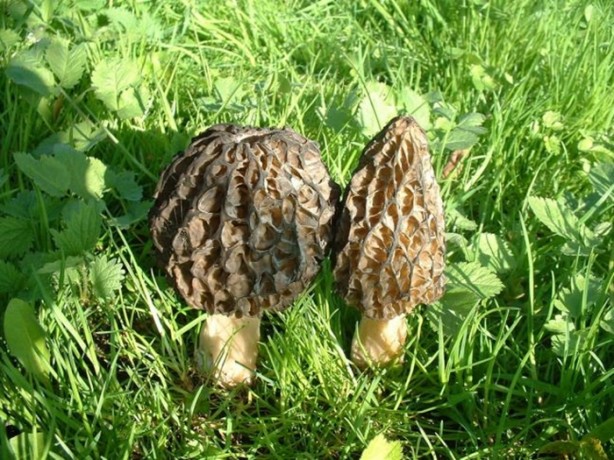 Foto - Bu mantarın kilosu 800 TL!