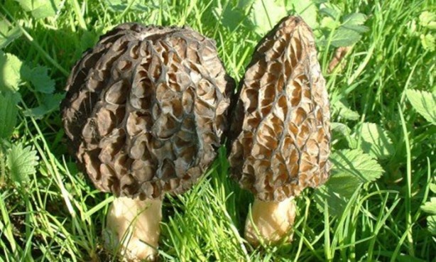 Foto - Bu mantarın kilosu 800 TL!