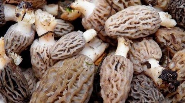 Foto - Bu mantarın kilosu 800 TL!