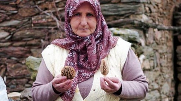 Foto - Bu mantarın kilosu 800 TL!