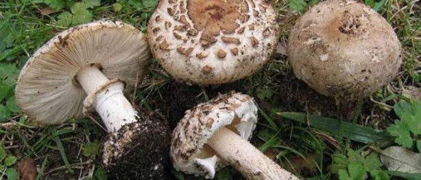 Foto - Bu mantarın kilosu 800 TL!