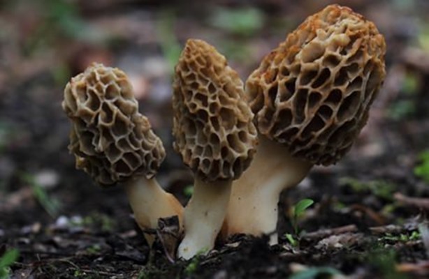 Foto - Bu mantarın kilosu 800 TL!