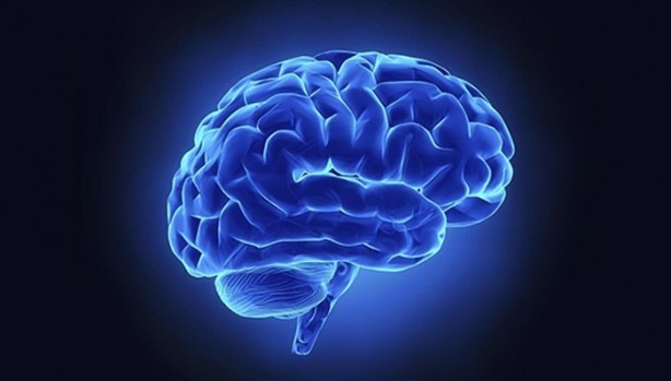 Foto - Bu mantarın kilosu 800 TL!