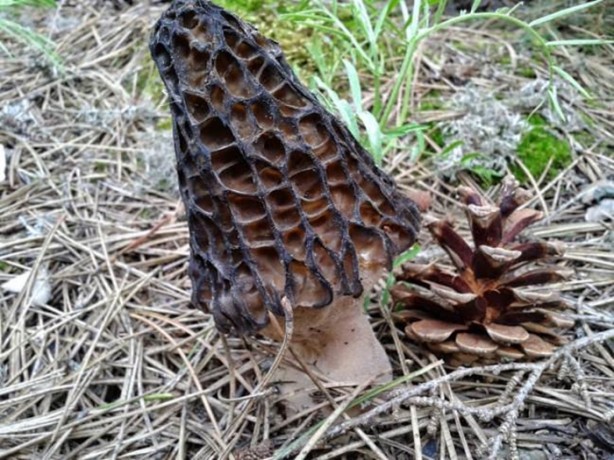 Foto - Bu mantarın kilosu 800 TL!