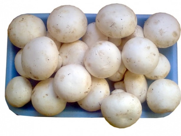 Foto - Bu mantarın kilosu 800 TL!