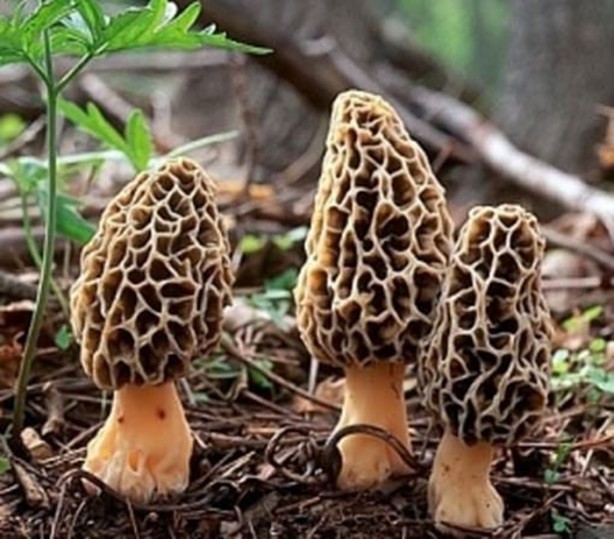 Bu mantarın kilosu 800 TL!