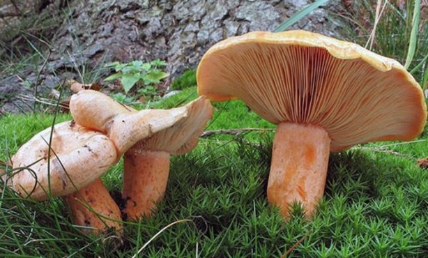 Foto - Bu mantarın kilosu 800 TL!