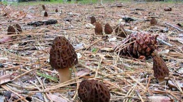 Foto - Bu mantarın kilosu 800 TL!