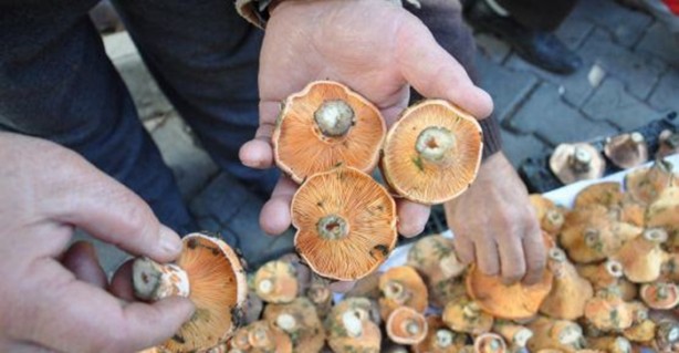 Foto - Bu mantarın kilosu 800 TL!