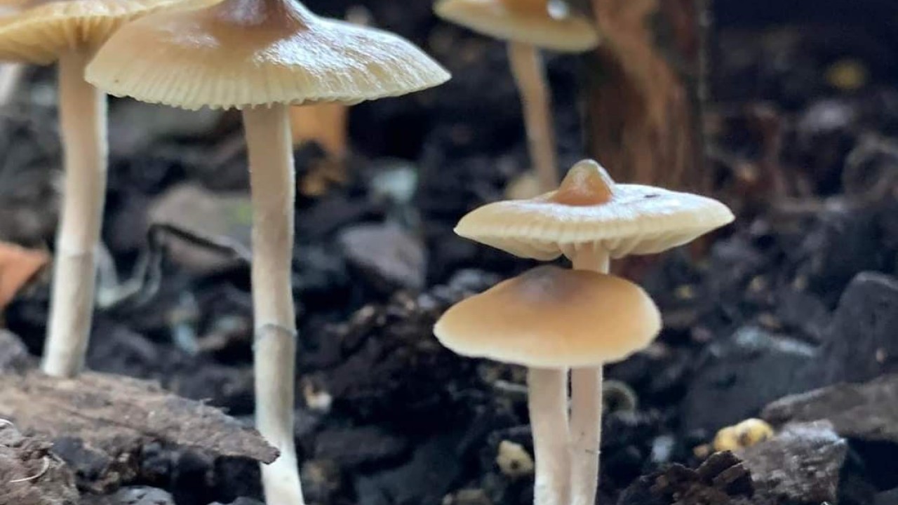 Foto - Bu mantarın sırrı bilim insanlarını şaşkına çevirdi! Ömrü uzattığı ve tüyleri yeniden canlandırdığı ortaya çıktı