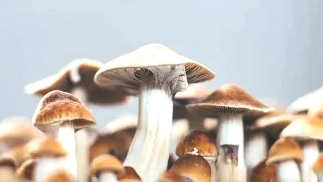 Foto - Bu mantarın sırrı bilim insanlarını şaşkına çevirdi! Ömrü uzattığı ve tüyleri yeniden canlandırdığı ortaya çıktı