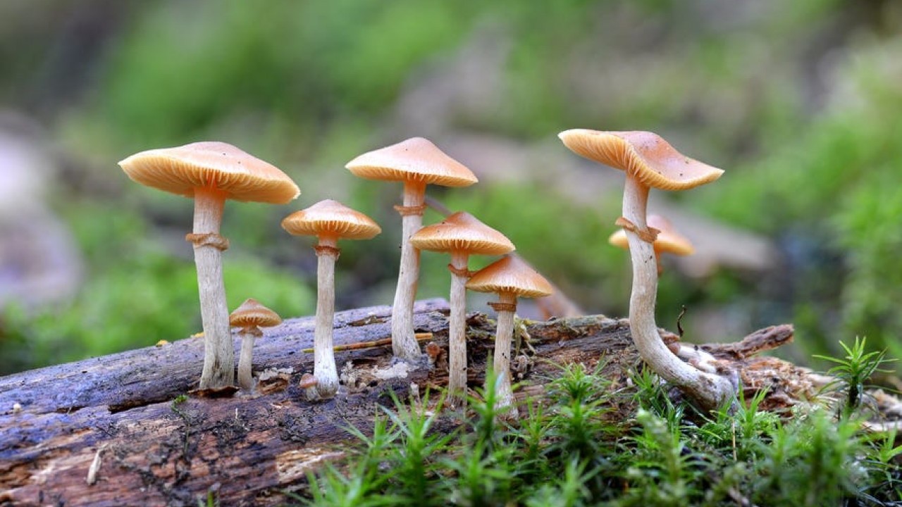 Foto - Bu mantarın sırrı bilim insanlarını şaşkına çevirdi! Ömrü uzattığı ve tüyleri yeniden canlandırdığı ortaya çıktı