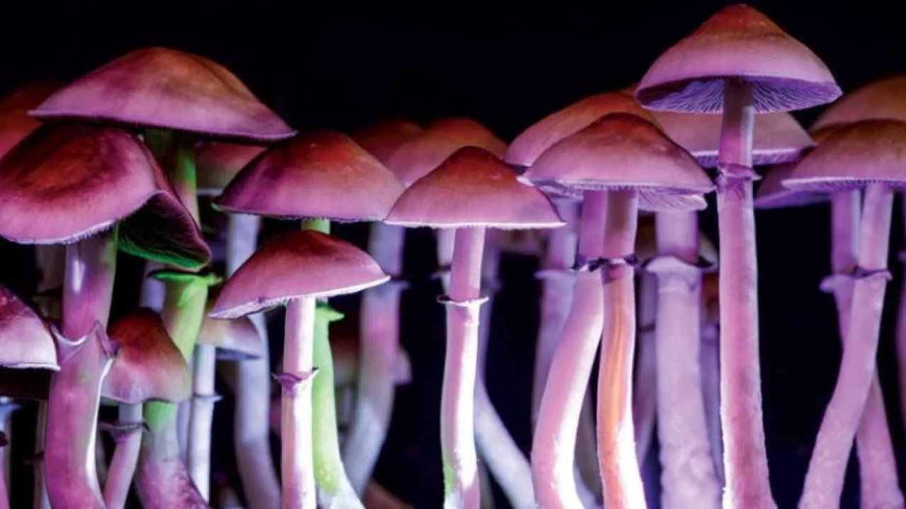 Foto - Bu mantarın sırrı bilim insanlarını şaşkına çevirdi! Ömrü uzattığı ve tüyleri yeniden canlandırdığı ortaya çıktı