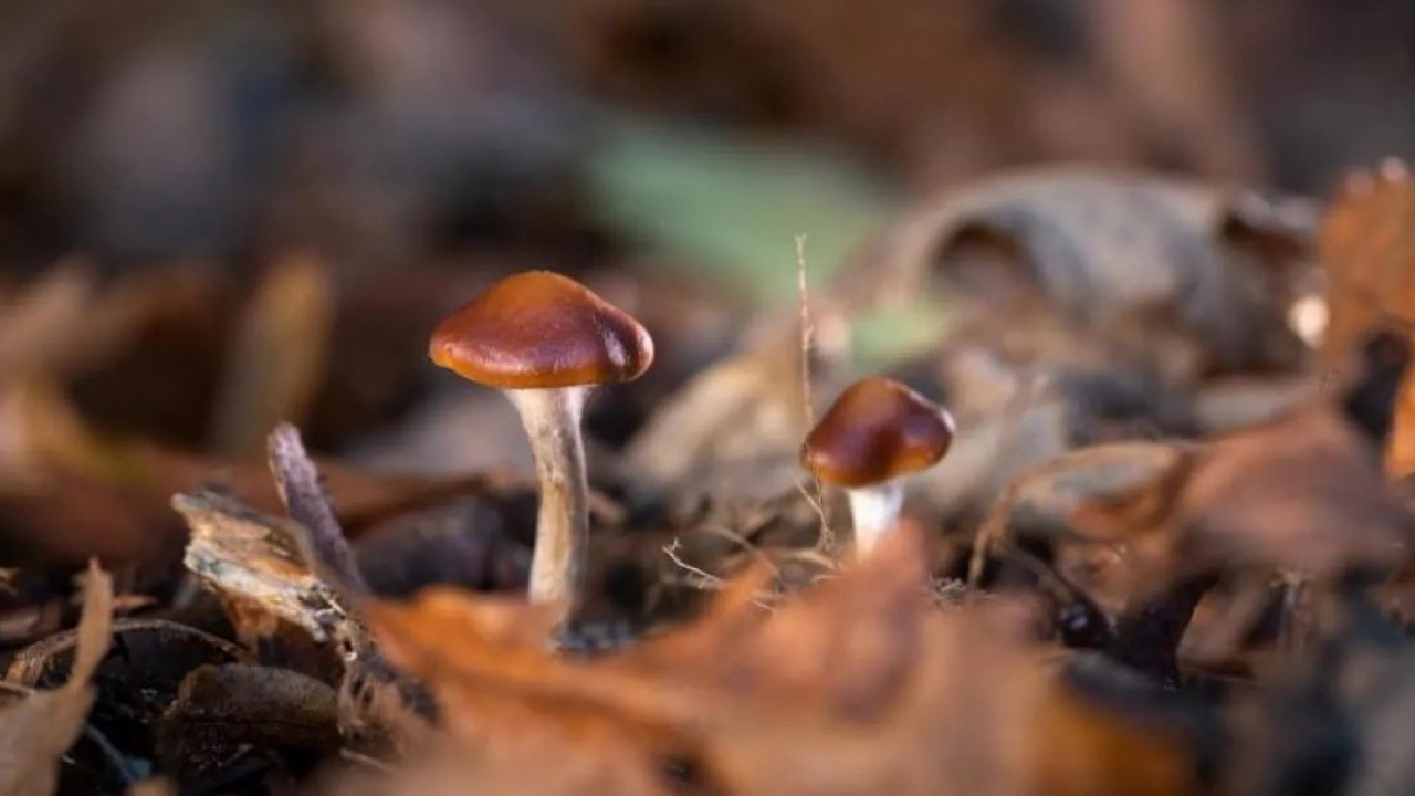 Foto - Bu mantarın sırrı bilim insanlarını şaşkına çevirdi! Ömrü uzattığı ve tüyleri yeniden canlandırdığı ortaya çıktı