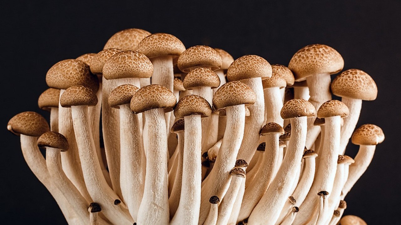 Foto - Bu mantarın sırrı bilim insanlarını şaşkına çevirdi! Ömrü uzattığı ve tüyleri yeniden canlandırdığı ortaya çıktı