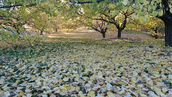 Foto - Bu manzara göz kamaştırıyor