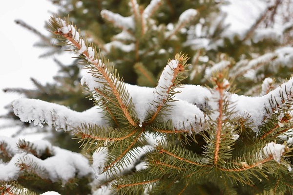 Foto - Bu manzara göz kamaştırıyor