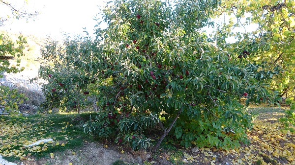 Foto - Bu manzara göz kamaştırıyor