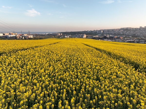 Foto - Bu manzara herkesi mest etti