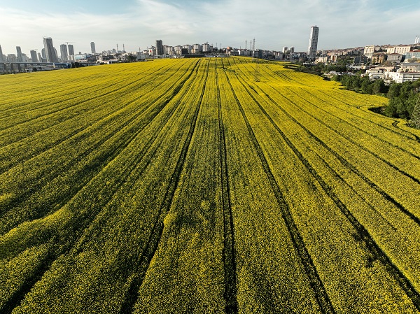 Foto - Bu manzara herkesi mest etti