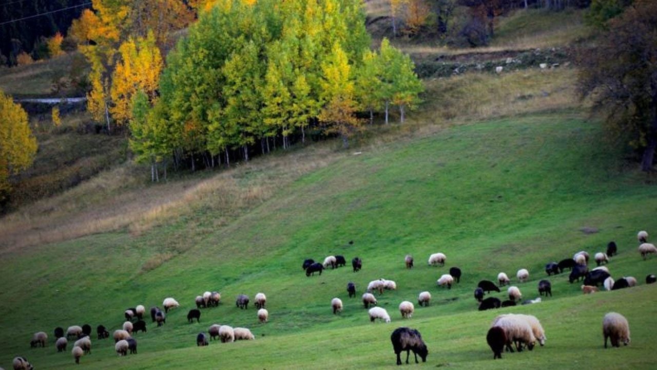 Foto - Bu manzara için bölgeye akın ediyorlar! Sonbaharın tüm renkleri Şavşat’ta buluştu