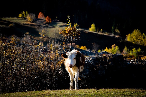 Foto - Bu manzara hayran bırakıyor