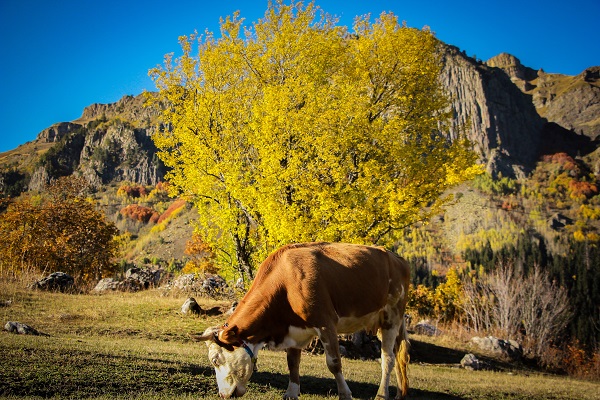 Foto - Bu manzara hayran bırakıyor
