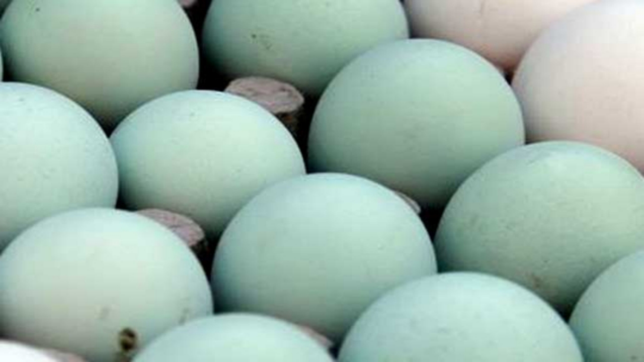 Foto - "Bu marka yumurtaları sakın almayın" Ölümcül bakteri tespit edilince, satışı hemen durduruldu