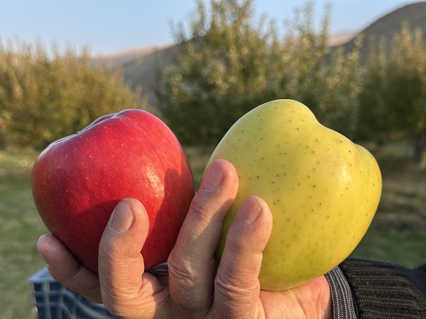 Foto - Bu meyve 30 yıl önce İran'dan getirildi! 100 ton hasat bekleniyor