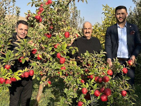 Foto - Bu meyve 30 yıl önce İran'dan getirildi! 100 ton hasat bekleniyor