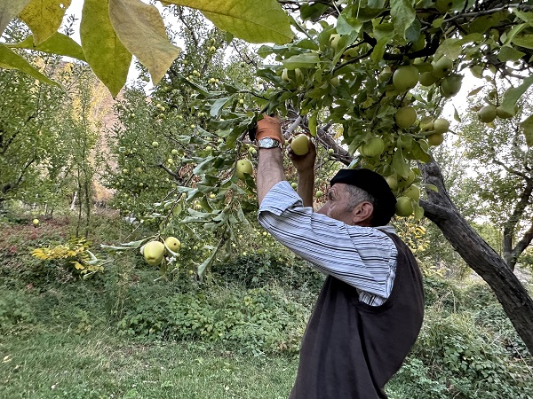 Foto - Bu meyve 30 yıl önce İran'dan getirildi! 100 ton hasat bekleniyor