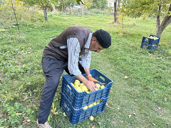 Foto - Bu meyve 30 yıl önce İran'dan getirildi! 100 ton hasat bekleniyor