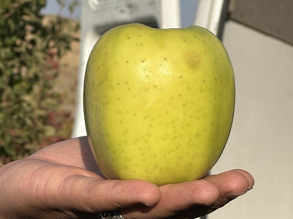 Foto - Bu meyve 30 yıl önce İran'dan getirildi! 100 ton hasat bekleniyor