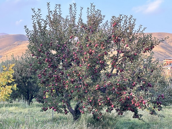 Bu meyve 30 yıl önce İran'dan getirildi! 100 ton hasat bekleniyor