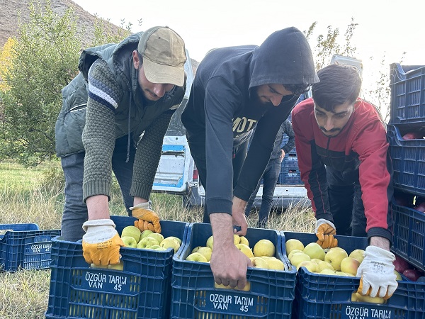 Foto - Bu meyve 30 yıl önce İran'dan getirildi! 100 ton hasat bekleniyor