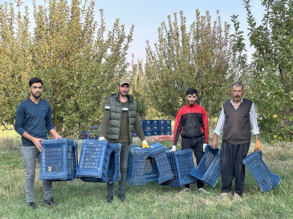 Foto - Bu meyve 30 yıl önce İran'dan getirildi! 100 ton hasat bekleniyor