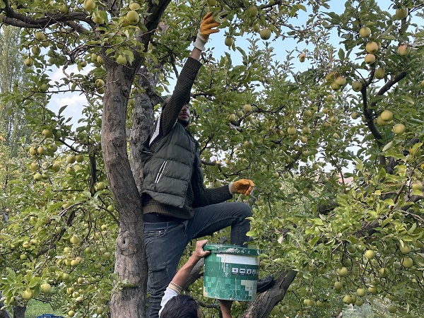 Foto - Bu meyve 30 yıl önce İran'dan getirildi! 100 ton hasat bekleniyor