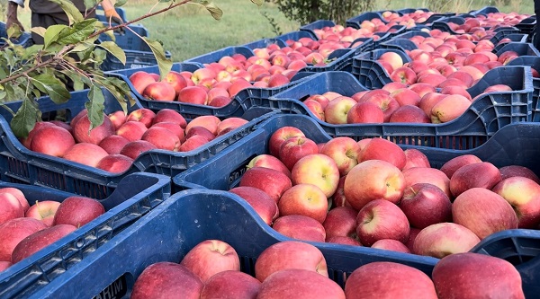 Foto - Bu meyve 30 yıl önce İran'dan getirildi! 100 ton hasat bekleniyor