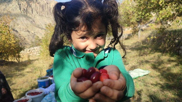 Foto - Bu meyve her derde deva