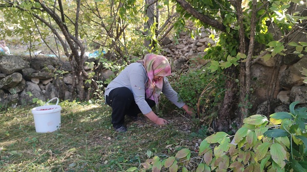 Foto - Bu meyve her derde deva