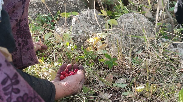 Foto - Bu meyve her derde deva