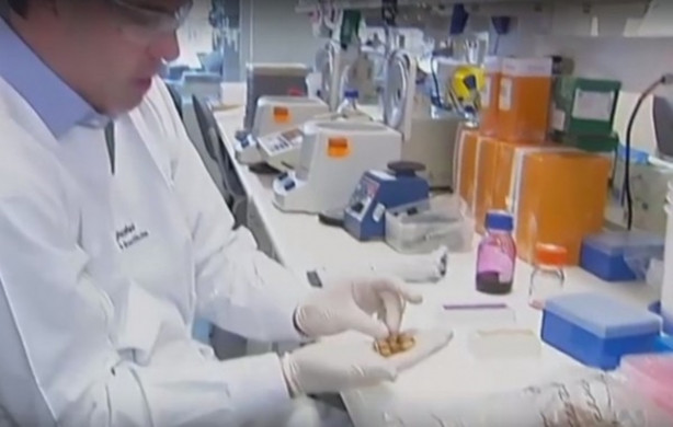 Foto - Bu meyve kanserin kökünü kazıyor!