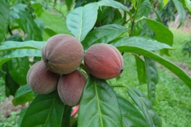 Foto - Bu meyve kanserin kökünü kazıyor!