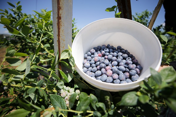 Foto - Bu meyve saksılarda üretiliyor! Dünyanın dört bir yanından talep yağıyor