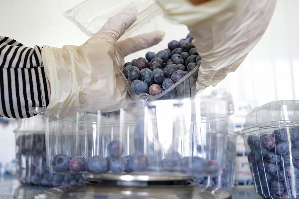 Foto - Bu meyve saksılarda üretiliyor! Dünyanın dört bir yanından talep yağıyor