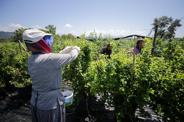 Foto - Bu meyve saksılarda üretiliyor! Dünyanın dört bir yanından talep yağıyor