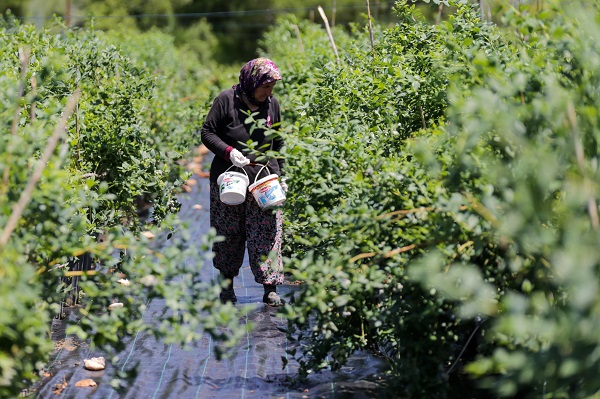 Foto - Bu meyve saksılarda üretiliyor! Dünyanın dört bir yanından talep yağıyor