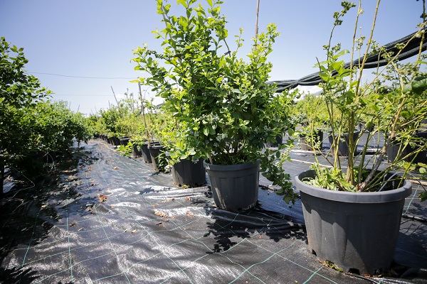 Foto - Bu meyve saksılarda üretiliyor! Dünyanın dört bir yanından talep yağıyor